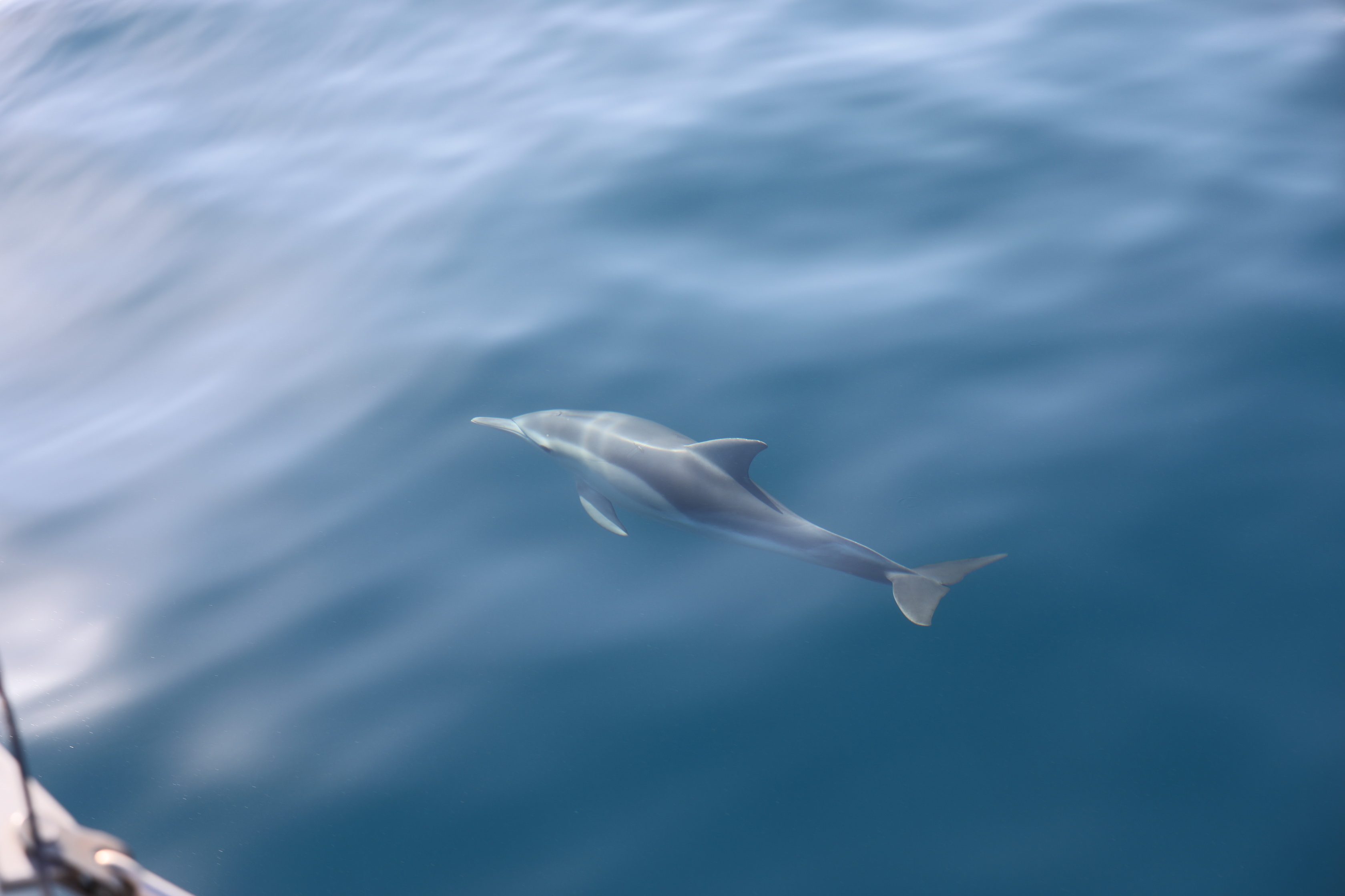 2019 12 07 08 39 47 Canon EOS 5D Mark IV 0009